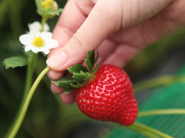 玄海いちご狩り農園（福岡県／宗像市）
