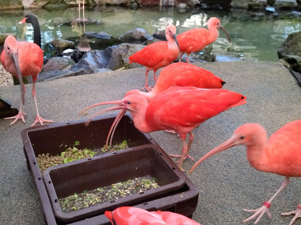 餌を食べるショウジョウトキ/松江フォーゲルパーク(島根県)