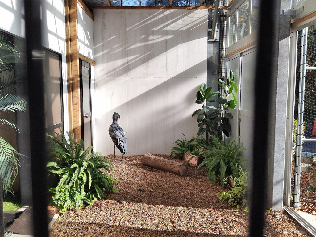 後ろ向きのハシビロコウのフドウくん/松江フォーゲルパーク(島根県)