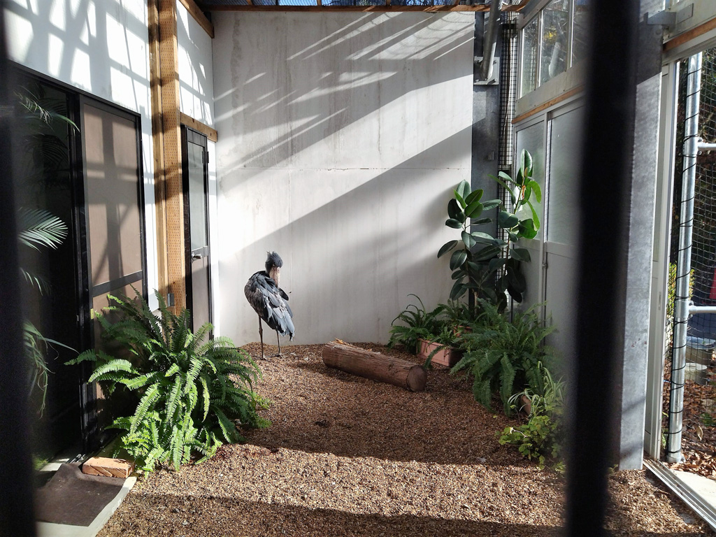 ふり返ったハシビロコウのフドウ君/松江フォーゲルパーク(島根県)