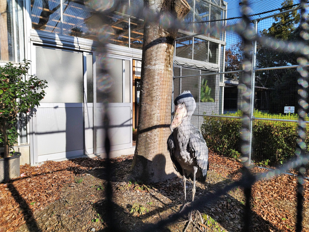 日向ぼっこするハシビロコウのフドウ君/松江フォーゲルパーク(島根県)