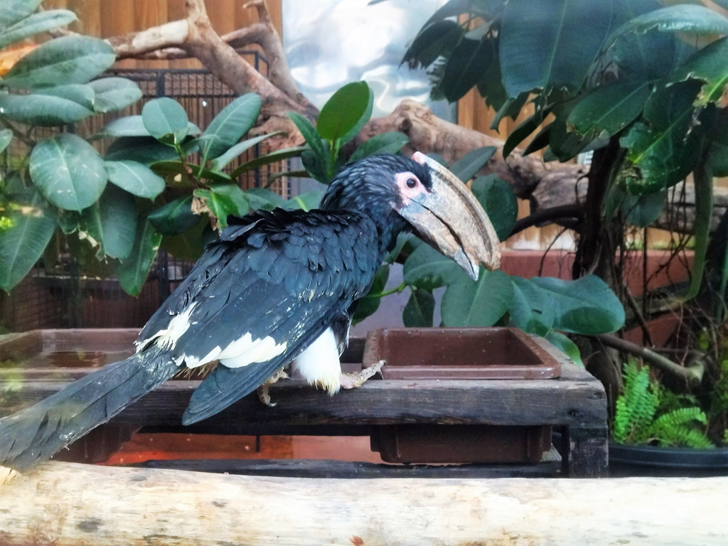 ナキサイチョウの「パッくん」/松江フォーゲルパーク(島根県)