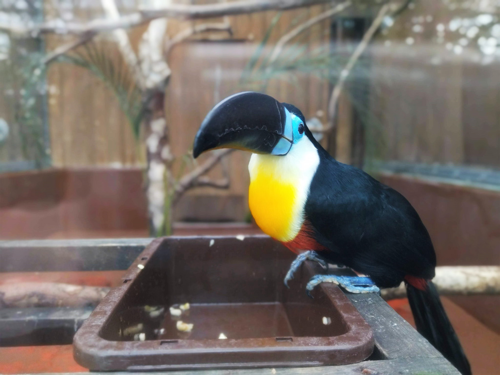 ヒムネオオハシ/松江フォーゲルパーク(島根県)