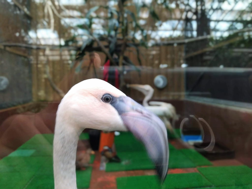 フラミンゴなど/松江フォーゲルパーク(島根県)