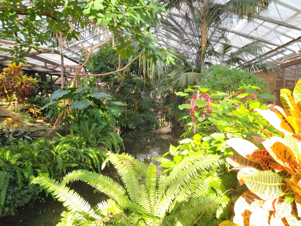 鬱蒼としたジャングルの小路/松江フォーゲルパーク(島根県)"