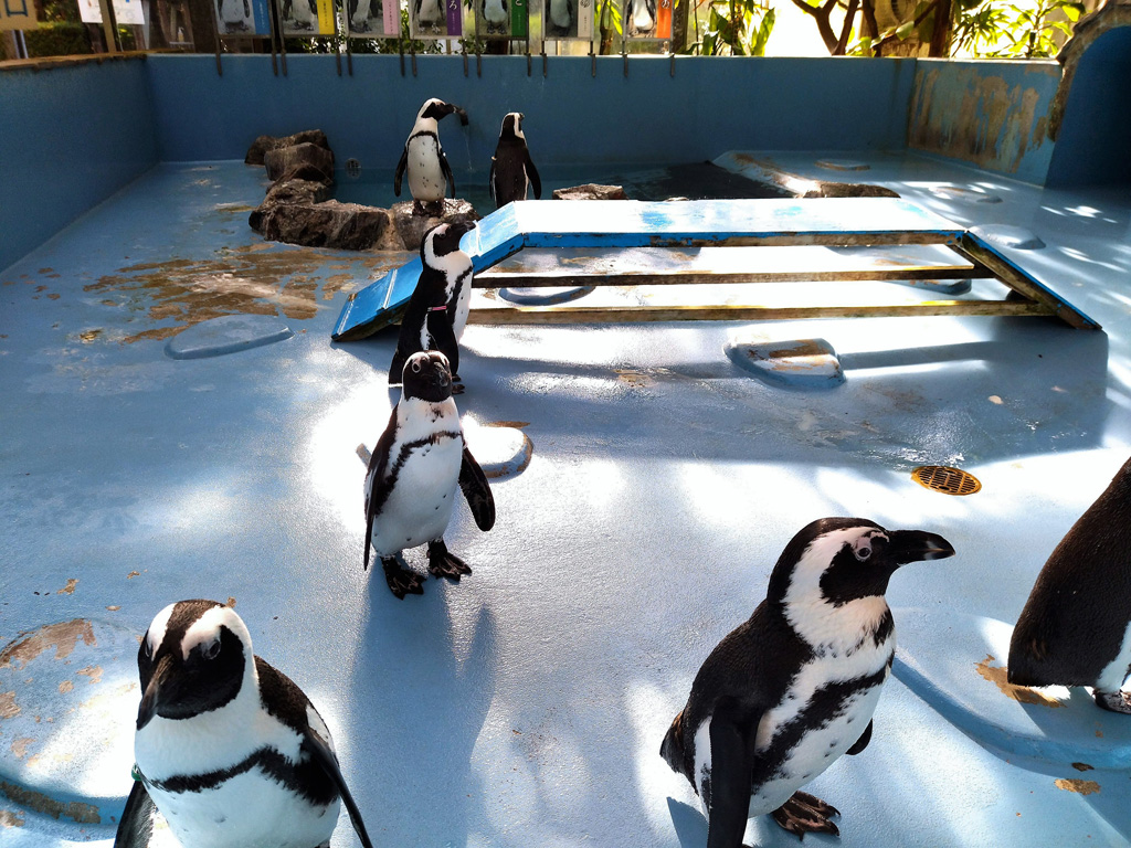 ペタペタ歩くペンギンたち/松江フォーゲルパーク(島根県)