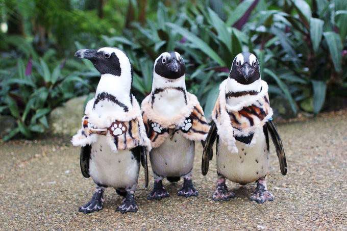 かわいいペンギンたち/松江フォーゲルパーク(島根県)