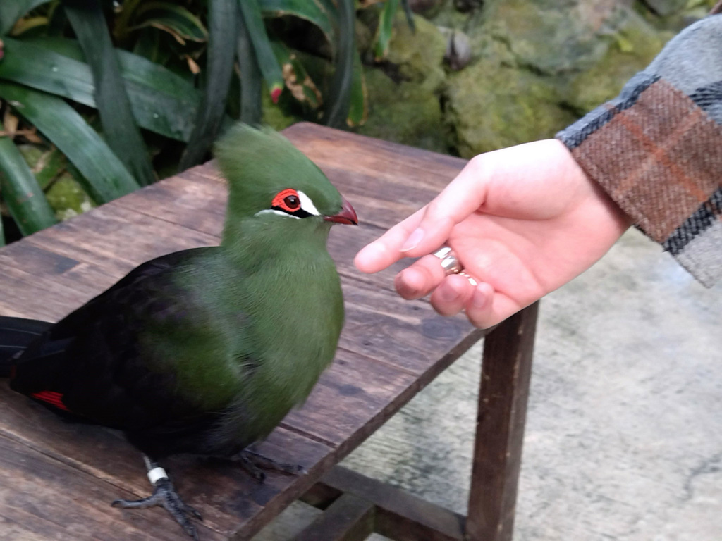 ギニアエボシドリ/松江フォーゲルパーク(島根県)