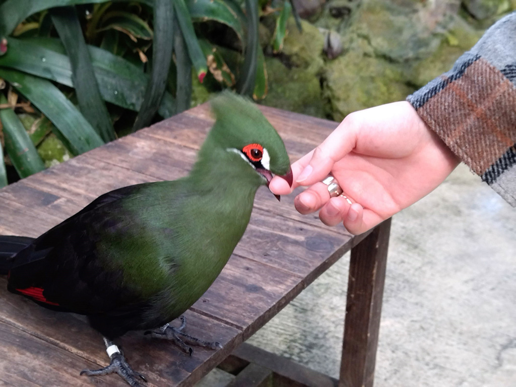 ギニアエボシドリに甘噛みされた!/松江フォーゲルパーク(島根県)