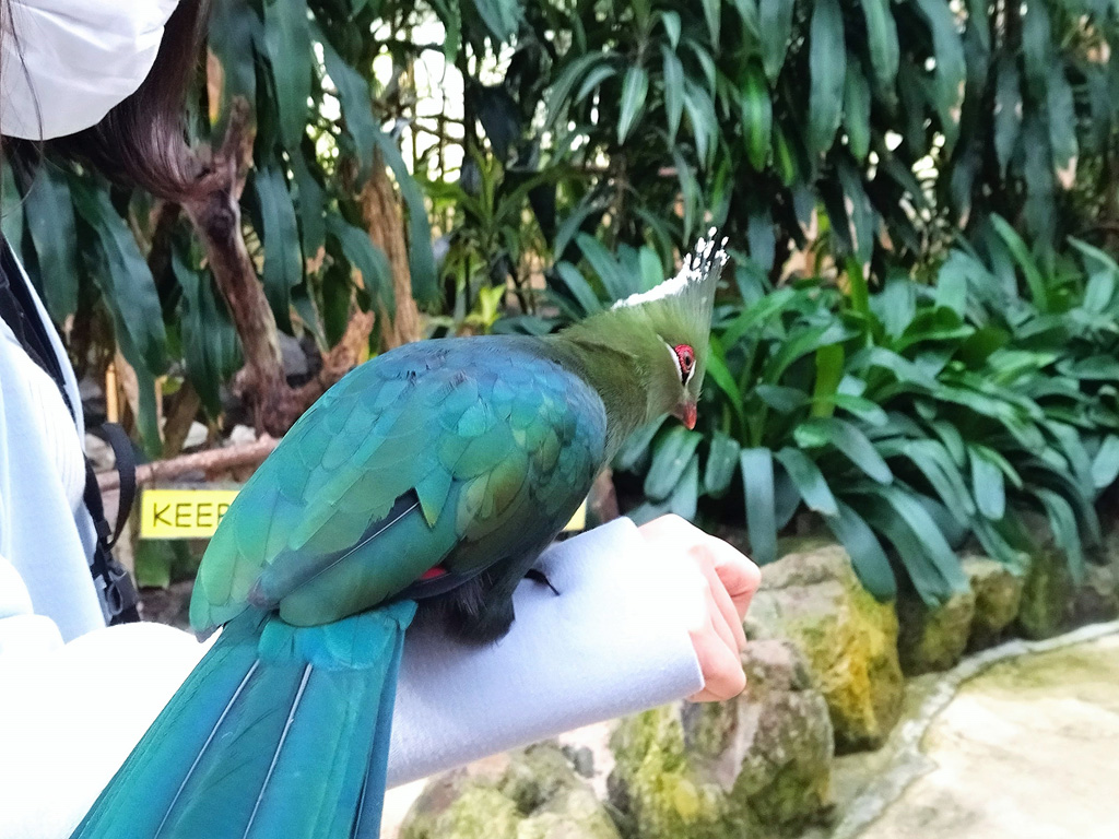 腕に乗っているリビングストンエボシドリ/松江フォーゲルパーク(島根県)