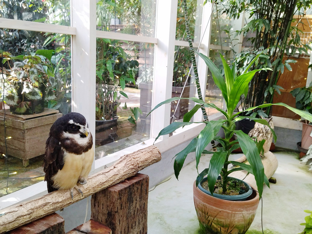 フクロウ/松江フォーゲルパーク(島根県)