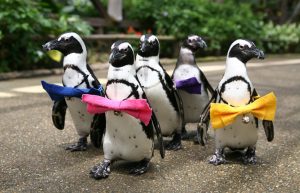 雨でもOK！松江フォーゲルパークは動かない鳥ハシビロコウ＆ペンギンの散歩が人気