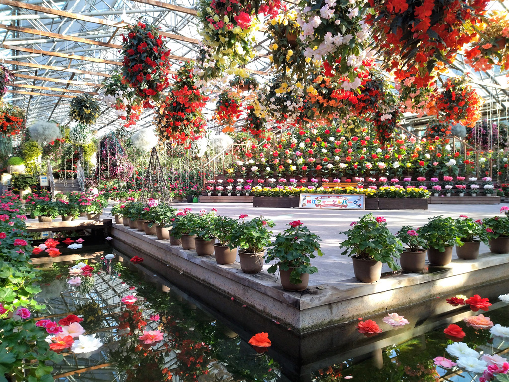 カラフルなベゴニアなどの花々/松江フォーゲルパーク(島根県)