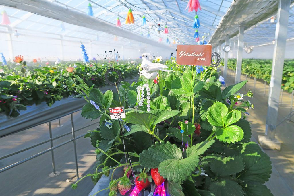 京成バラ園にいちご狩り施設オープン！オズの国の演出がユニーク（千葉県八千代市）