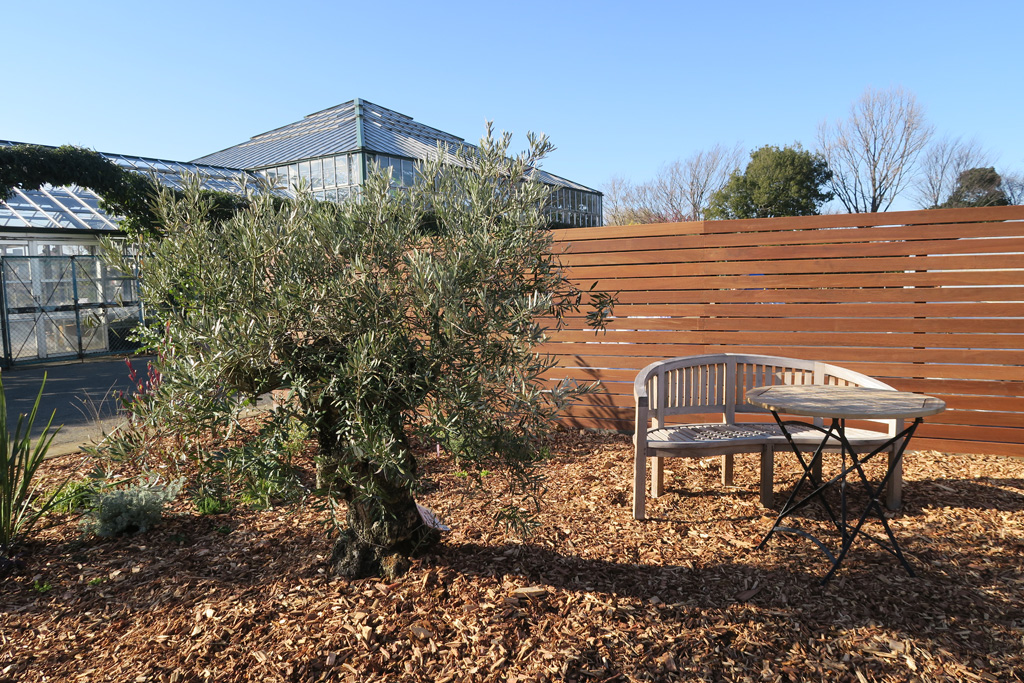 樹齢100年のオリーブの木/京成バラ園のいちご狩り施設（千葉県八千代市）