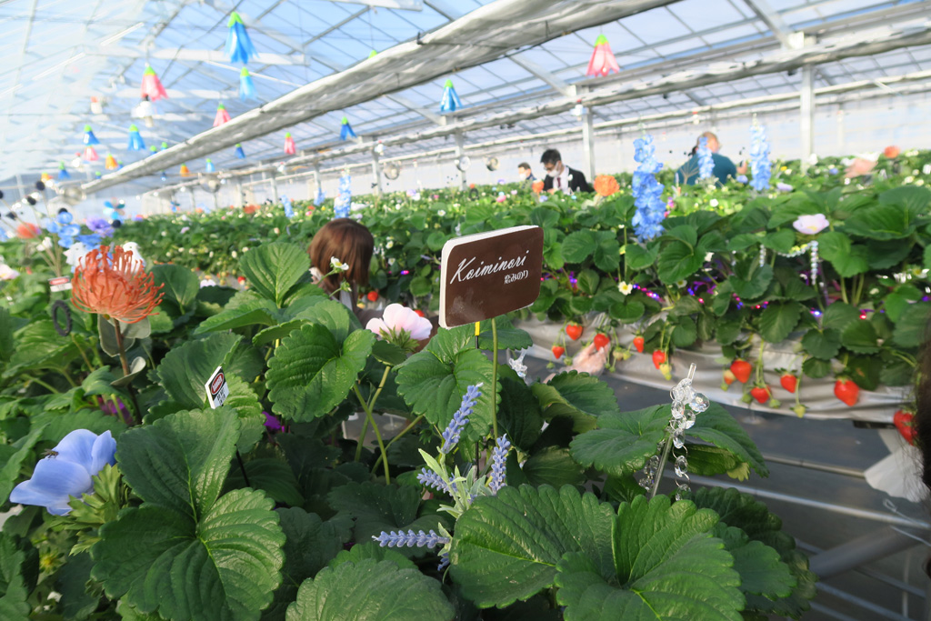 いちご高設ベンチまで装飾されたカラフルな空間