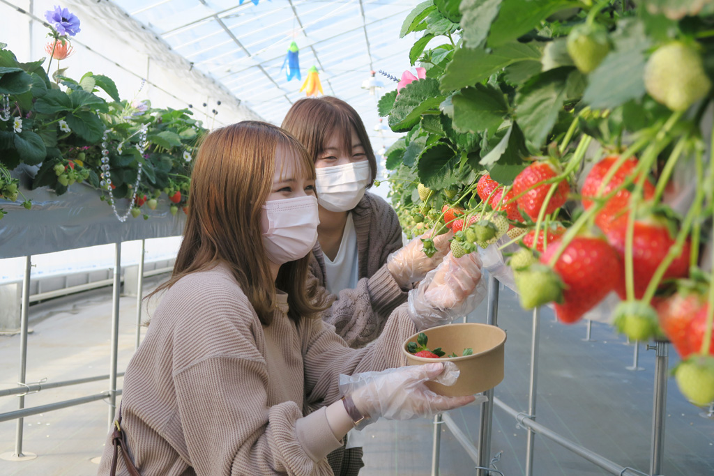 いちご狩りの様子/京成バラ園のいちご狩り施設（千葉県八千代市）