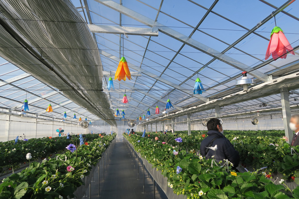 いちご園（温室）の広い通路/京成バラ園のいちご狩り施設（千葉県八千代市）