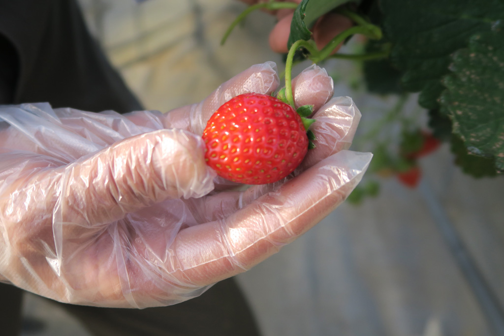 持ち上げるように苺を摘んで/京成バラ園のいちご狩り施設（千葉県八千代市）