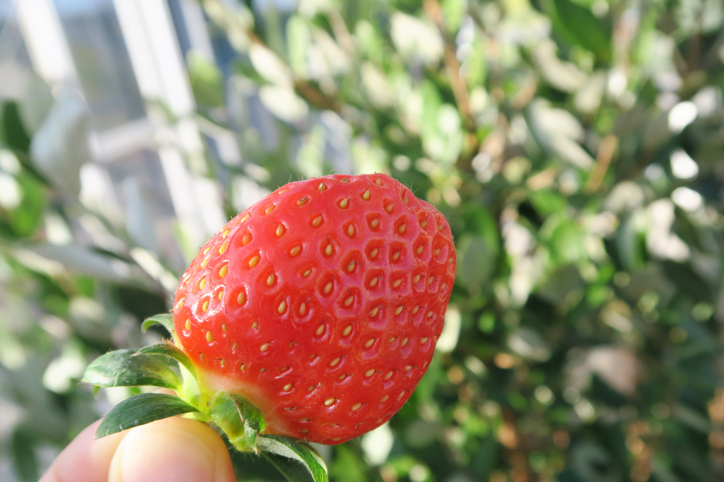 いちご狩りの様子/京成バラ園のいちご狩り施設（千葉県八千代市）