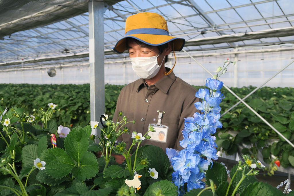 手入れ中のガーデナー/京成バラ園のいちご狩り施設（千葉県八千代市）