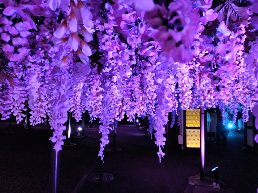 藤棚/東京メガイルミ(東京都/品川区)