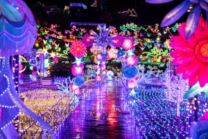 伊豆グランイルミ~7thシーズン~の新エリアはイルミネーションの上を歩いて体感!