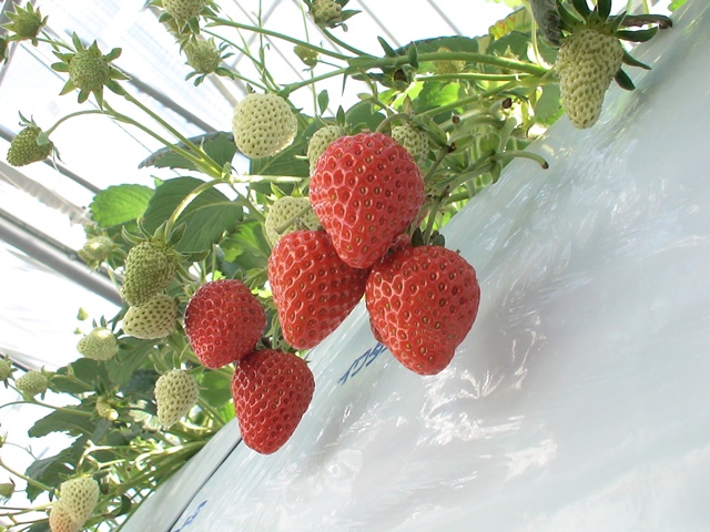 ニュー渥美観光（愛知県／田原市）