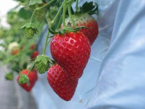 北海道・東北のいちご狩り、おすすめの品種と農園は?もういっこ・けんたろうなど