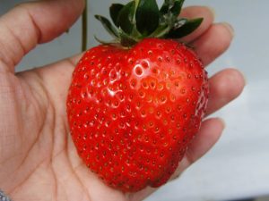関西のいちご狩り、おすすめの品種と農園は?奈良の古都華、和歌山のまりひめなど