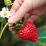 九州・沖縄のいちご狩り、おすすめの品種と農園は？さがほのか、さちのかなど