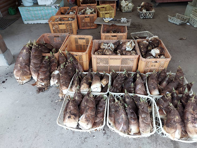 収穫したタケノコ（千葉県/大多喜町）