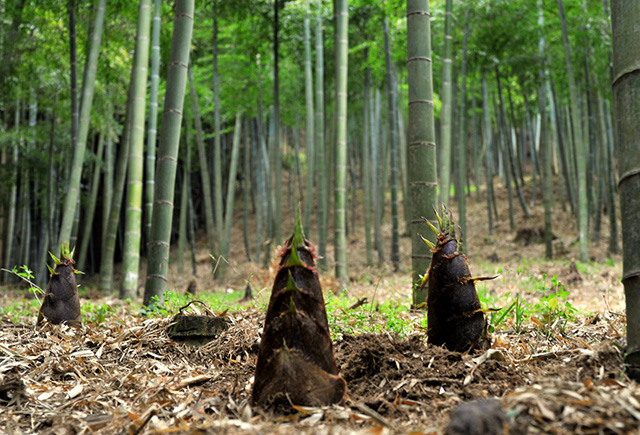 タケノコ「しろこ」（千葉県/大多喜町）
