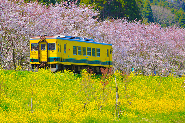 春のいすみ鉄道（千葉県/大多喜町）