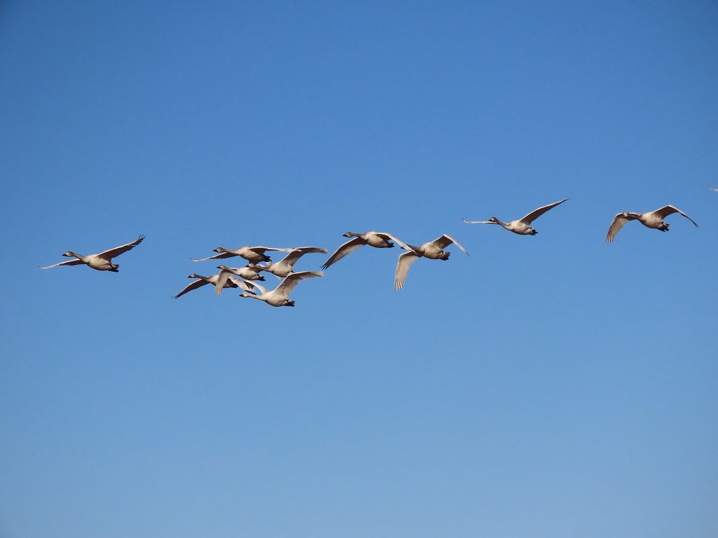 関東の白鳥の飛来地6選。オオハクチョウやコハクチョウに会いに行こう！