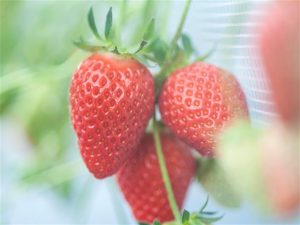 川越・所沢周辺のおすすめいちご狩り＆子連れドライブスポット（2025春/埼玉）