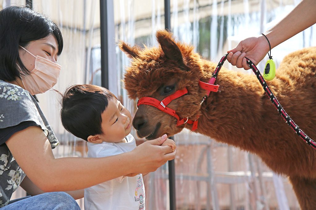 アルパカとふれあう様子/.マザー牧場 グランピング THE FARM（千葉県／富津市）