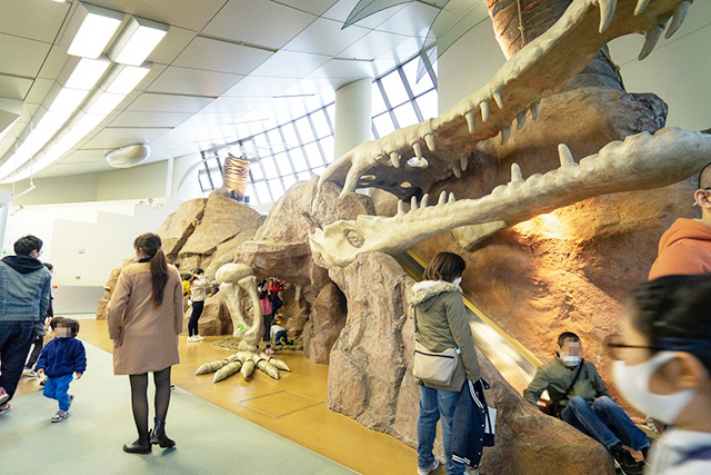 マチカネワニの骨格/堺市立ビッグバン(大阪府)