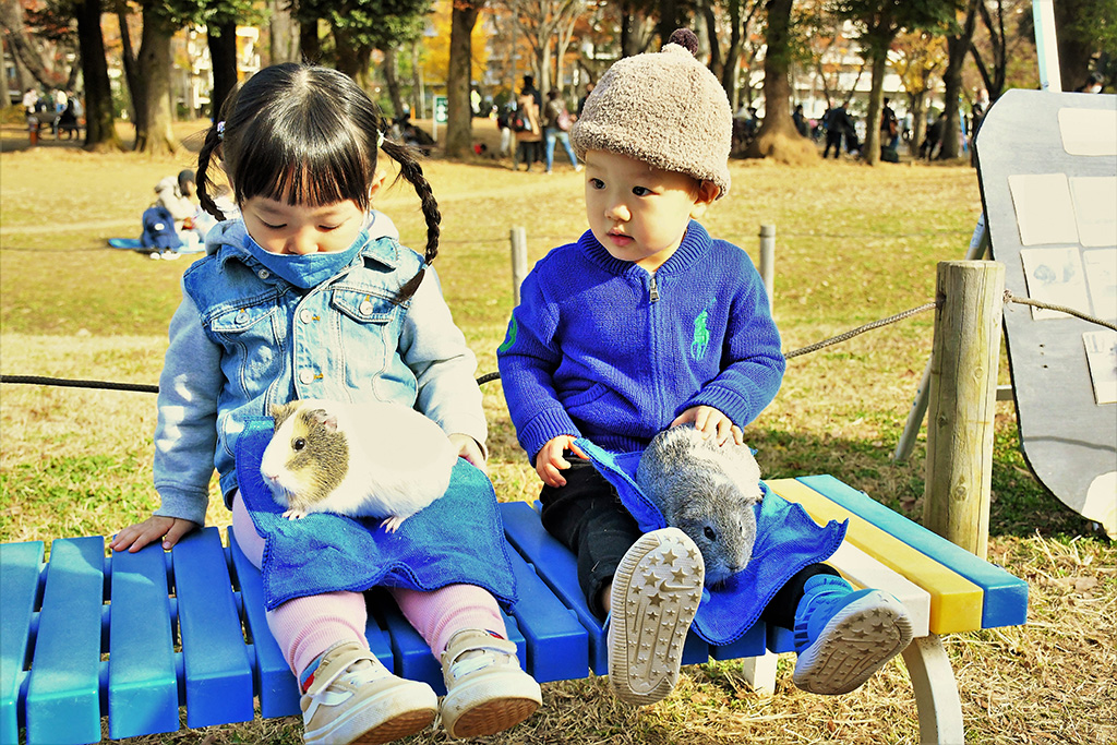 「モルモットの抱っこ」/東板橋公園(東京都/板橋区)