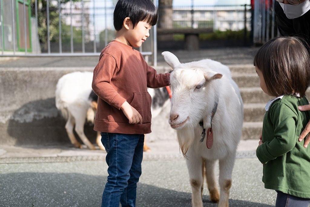 「ヤギ・ヒツジのふれあい」/東板橋公園(東京都/板橋区)