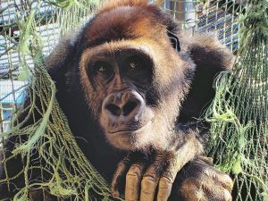 京都市動物園の見所は？ゴリラ一家が大人気！遊園地・図書館カフェも親子で楽しめる