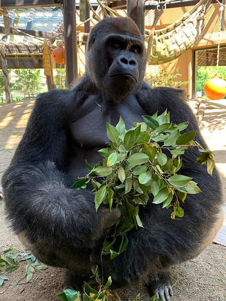 ゴリラのモモタロウ/京都市動物園（京都府/京都市）