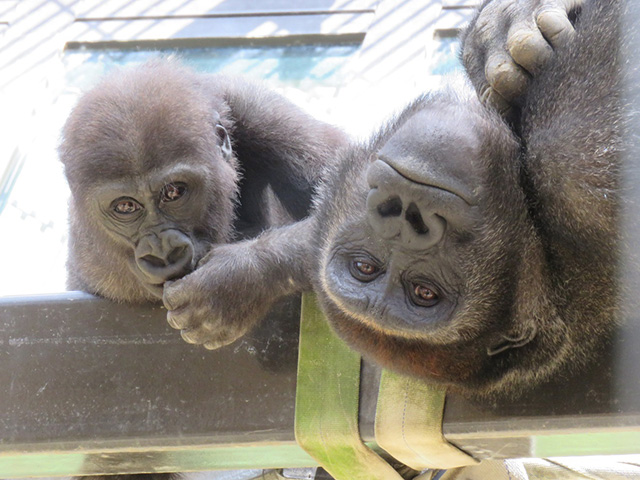ゴリラ│兄のゲンタロウ（右）と弟のキンタロウ（左）/京都市動物園（京都府/京都市）