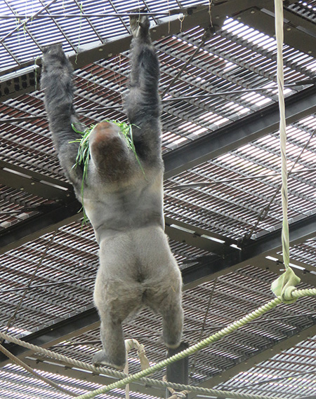 ニシゴリラ/京都市動物園（京都府/京都市）