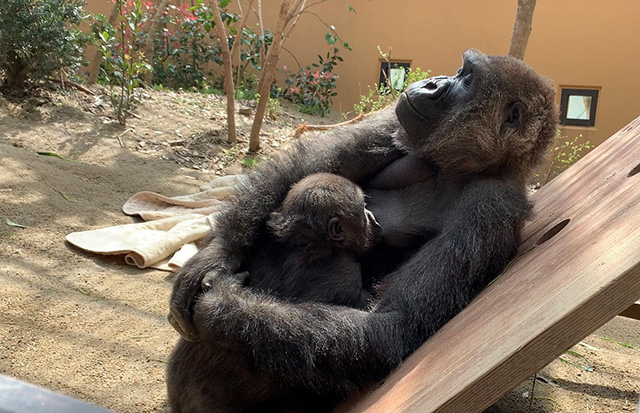 ゲンキ（母）のお乳を吸う、甘えん坊のキンタロウ（次男）/京都市動物園（京都府/京都市）