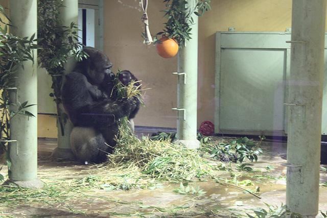 ゴリラの親子/京都市動物園（京都府/京都市）