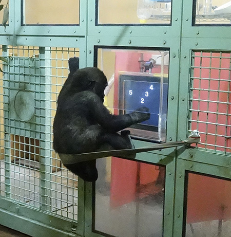 好奇心旺盛なキンタロウ（次男）/京都市動物園（京都府/京都市）