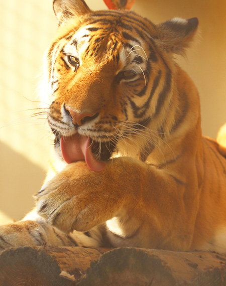 トラのアオイ/京都市動物園（京都府/京都市）