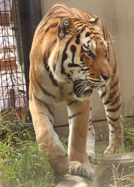 トラのオク/京都市動物園（京都府/京都市）