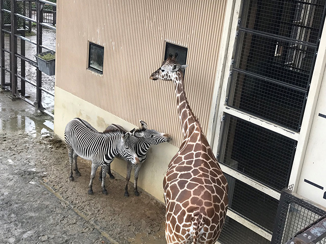 キリンとシマウマ/京都市動物園（京都府/京都市）
